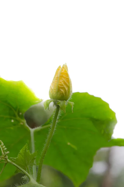 Flores de calabaza de brote — Foto de Stock