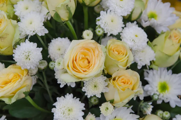 Fiore giallo e bianco — Foto Stock