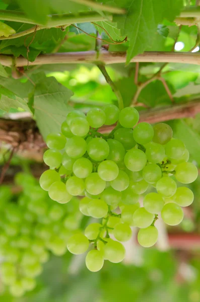 Frutos de uvas — Fotografia de Stock