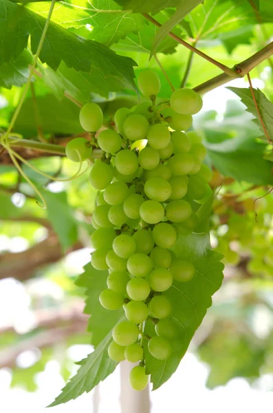 Frutos de uvas — Fotografia de Stock