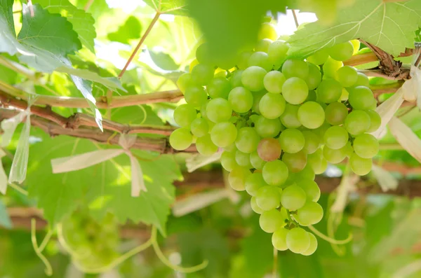 Frutos de uvas — Fotografia de Stock