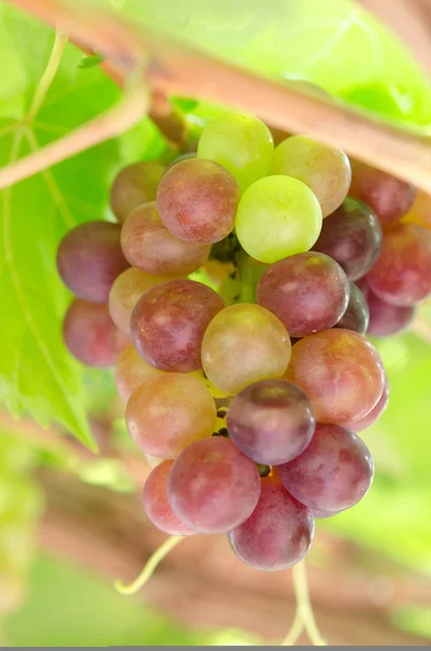 Uvas maduras — Fotografia de Stock