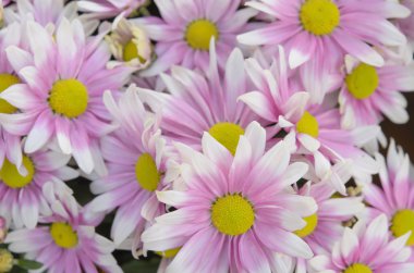 Papatya çiçek dolu