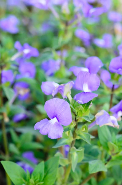Close up purple flowers — Stock Photo, Image