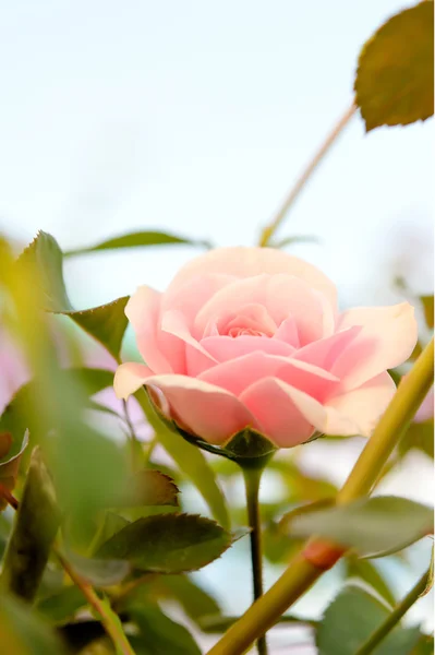 Pink flower — Stock Photo, Image