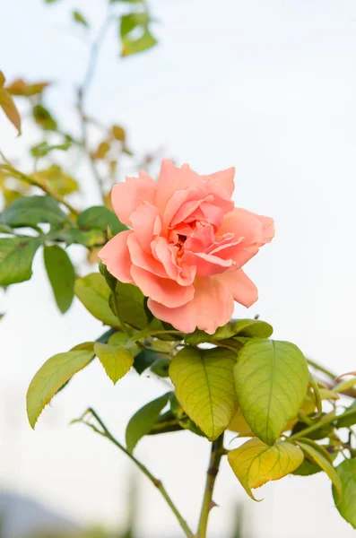 Roses flower — Stock Photo, Image