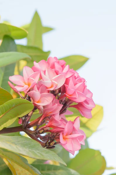 Fleurs frangipani — Photo