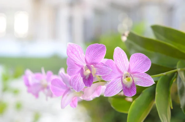 Orchids flower — Stock Photo, Image