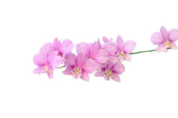 Flores de orquídeas — Fotografia de Stock