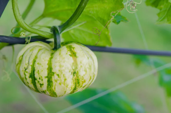 Calabaza —  Fotos de Stock