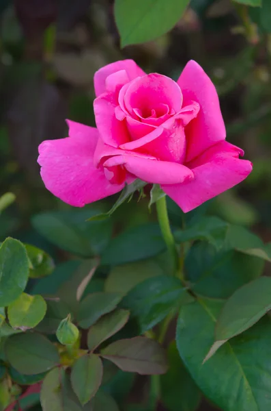 Beafiful ροζ τριαντάφυλλο — Φωτογραφία Αρχείου