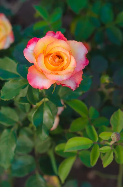 Pink and yellow rose — Stock Photo, Image