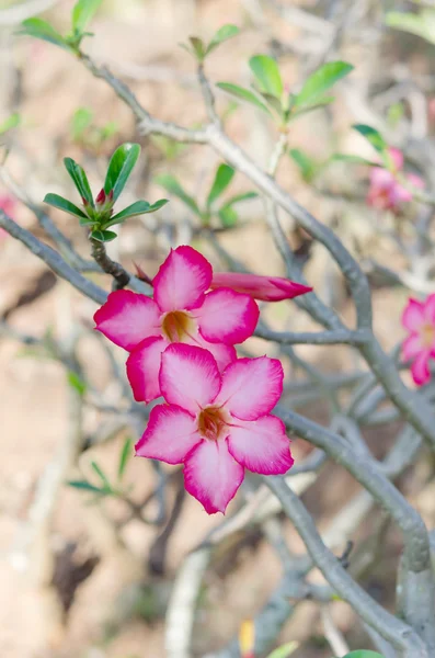 Fiore di rosa del deserto — Foto Stock