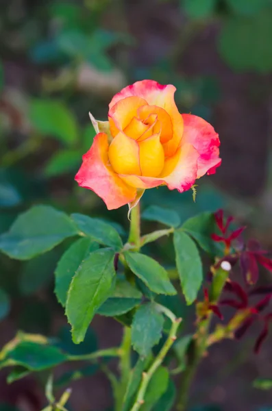 Rosa och gul ros — Stockfoto