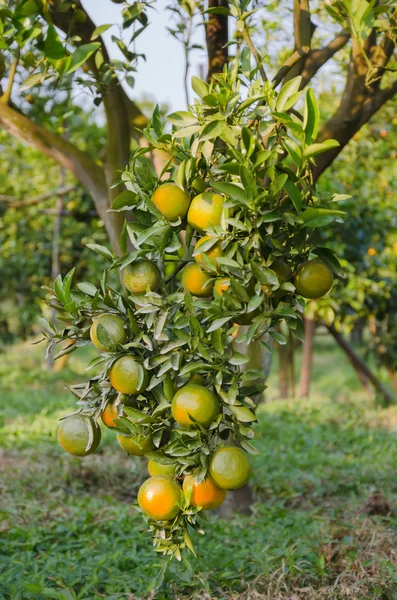 Apelsinträd med mogna frukter — Stockfoto