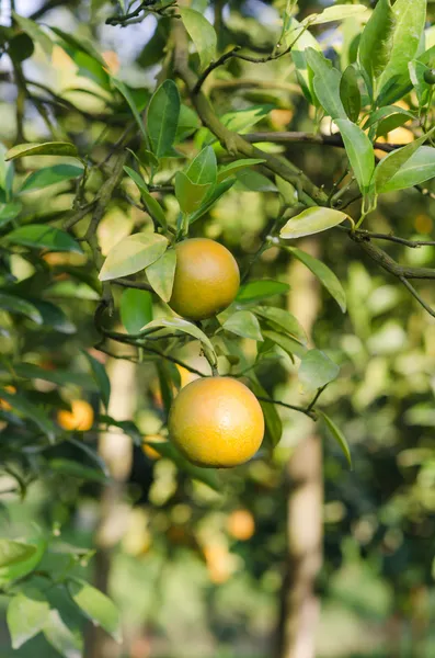 Apelsinträd med mogna frukter — Stockfoto