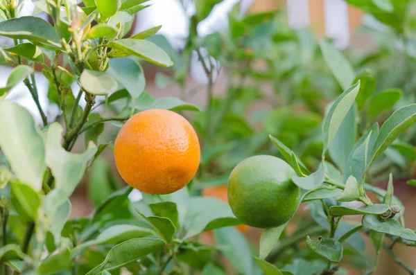 Orange tree with ripe fruits — Stock Photo, Image