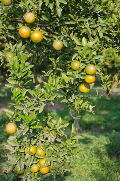 Orange tree with ripe fruits — Stock Photo, Image