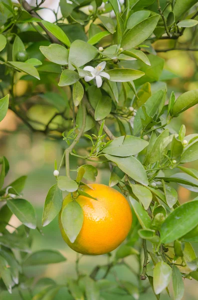 Apelsinträd med mogna frukter — Stockfoto