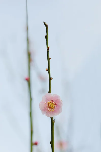 Azalea rosa — Foto de Stock