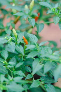 Yeşil ve Kırmızı Biber