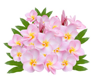 Beyaz arka planda pumeria