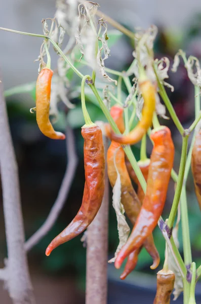 Chili tree  dead — Stock Photo, Image