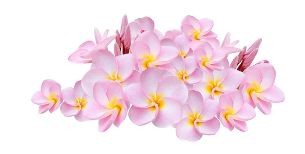 Růžová květina na bílém pozadí — Stock fotografie
