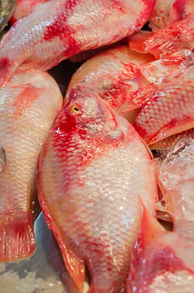 Red  fish — Stock Photo, Image