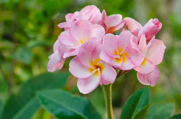 Pembe çiçekler — Stok fotoğraf