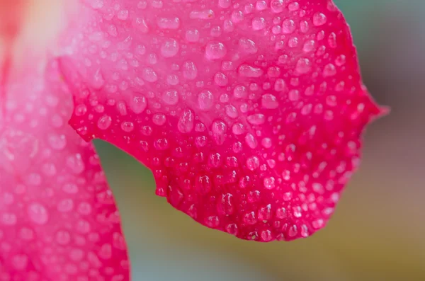 Rosa del deserto — Foto Stock