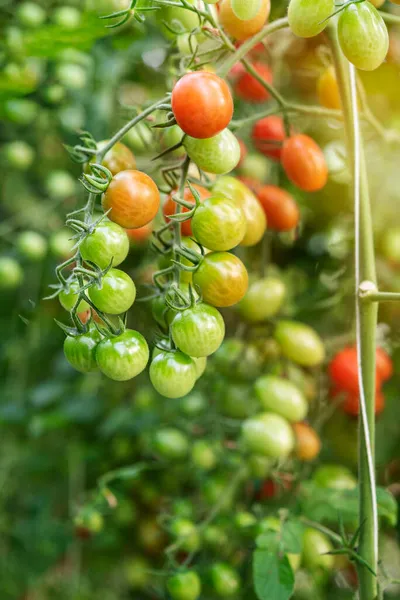 Fresh Ripe Tomatoes Green Leaves Growing Branch Garden — Stock Photo, Image