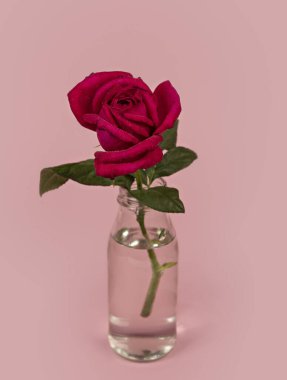 Cam vazoda pembe zemin üzerinde su olan güzel tek bir gül çiçeği.