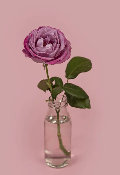 Bella Rosa Singola Fiore Vaso Vetro Con Acqua Sfondo Rosa — Foto Stock