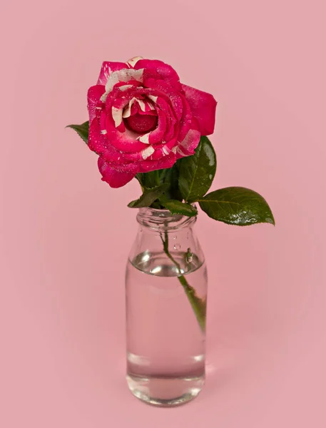 Bella Rosa Singola Fiore Vaso Vetro Con Acqua Sfondo Rosa — Foto Stock