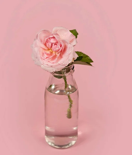 Bella Rosa Singolo Fiore Rosa Vaso Vetro Con Acqua Sfondo — Foto Stock