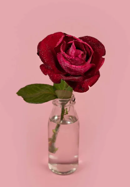 Bela Flor Rosa Vermelha Única Vaso Vidro Com Água Fundo — Fotografia de Stock