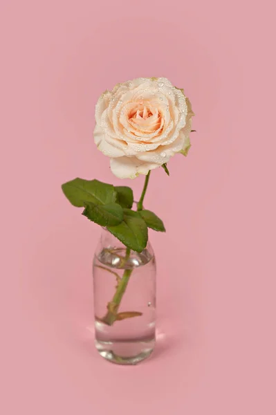 ピンクの背景に水でガラス花瓶に美しいシングルバラの花 — ストック写真