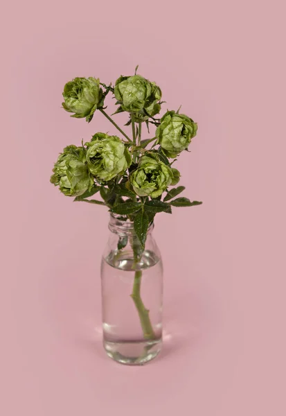 Bella Rosa Verde Singolo Fiore Vaso Vetro Con Acqua Sfondo — Foto Stock