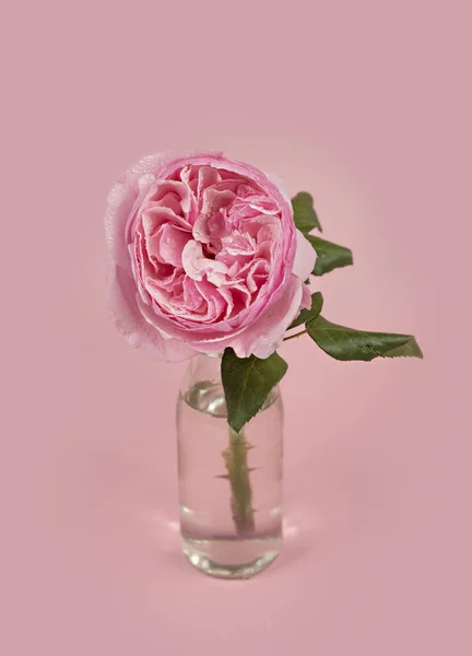 Όμορφο Ροζ Τριαντάφυλλο Λουλούδι Γυάλινο Βάζο Νερό Ροζ Φόντο — Φωτογραφία Αρχείου