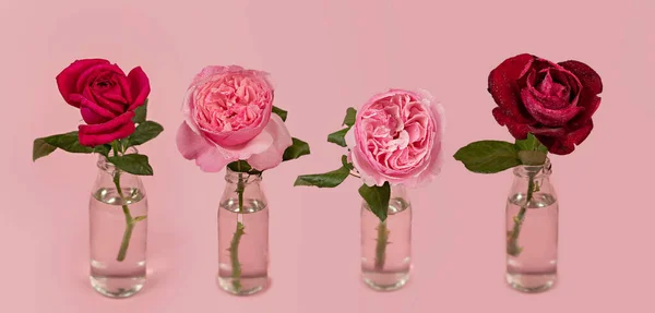 ピンクを背景に水の入ったガラス花瓶に新鮮なバラの花 — ストック写真