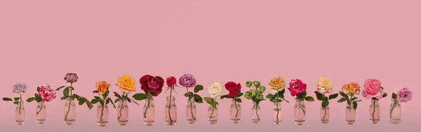 Rose Fresche Fiore Vaso Vetro Con Acqua Sfondo Rosa — Foto Stock