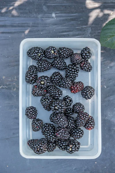 Top View Fresh Organic Ripe Blackberries Plastic Box — Stock Photo, Image