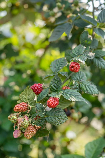 Organic Fresh Blackberries Fruit Growing Green Garden — стоковое фото
