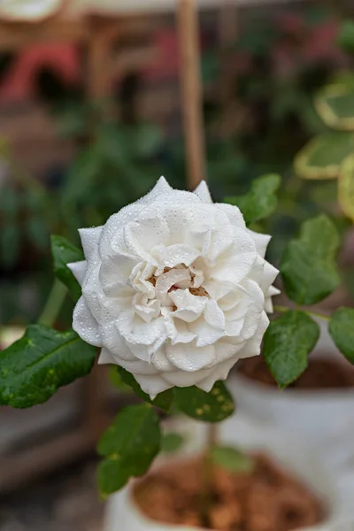 在青翠的花园里 一朵朵美丽而新鲜的白玫瑰正在绽放 — 图库照片
