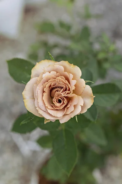 Gros Plan Belle Fleur Rose Jaune Fraîche Dans Jardin Vert — Photo