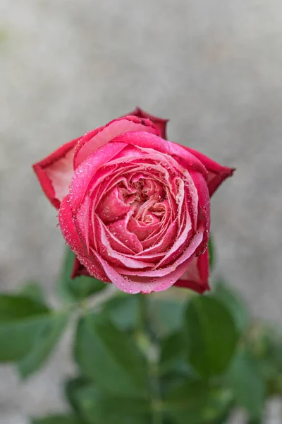 Primer Plano Hermosa Flor Rosa Fresca Jardín Verde —  Fotos de Stock