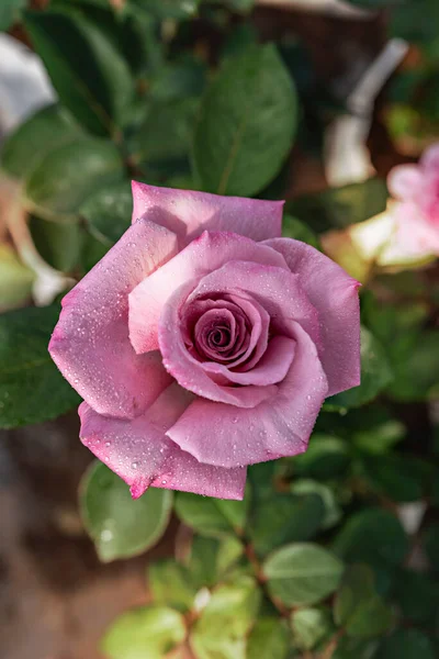 Close Beautiful Fresh Pink Rose Flower Green Garden — Stock Photo, Image