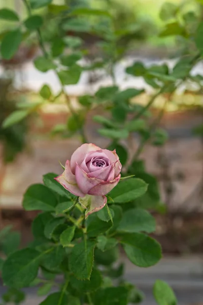 在青翠的花园中紧贴美丽的玫瑰花朵 — 图库照片