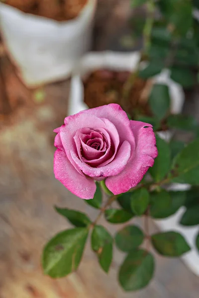 在青翠的花园中 紧贴美丽的鲜红玫瑰花朵 — 图库照片